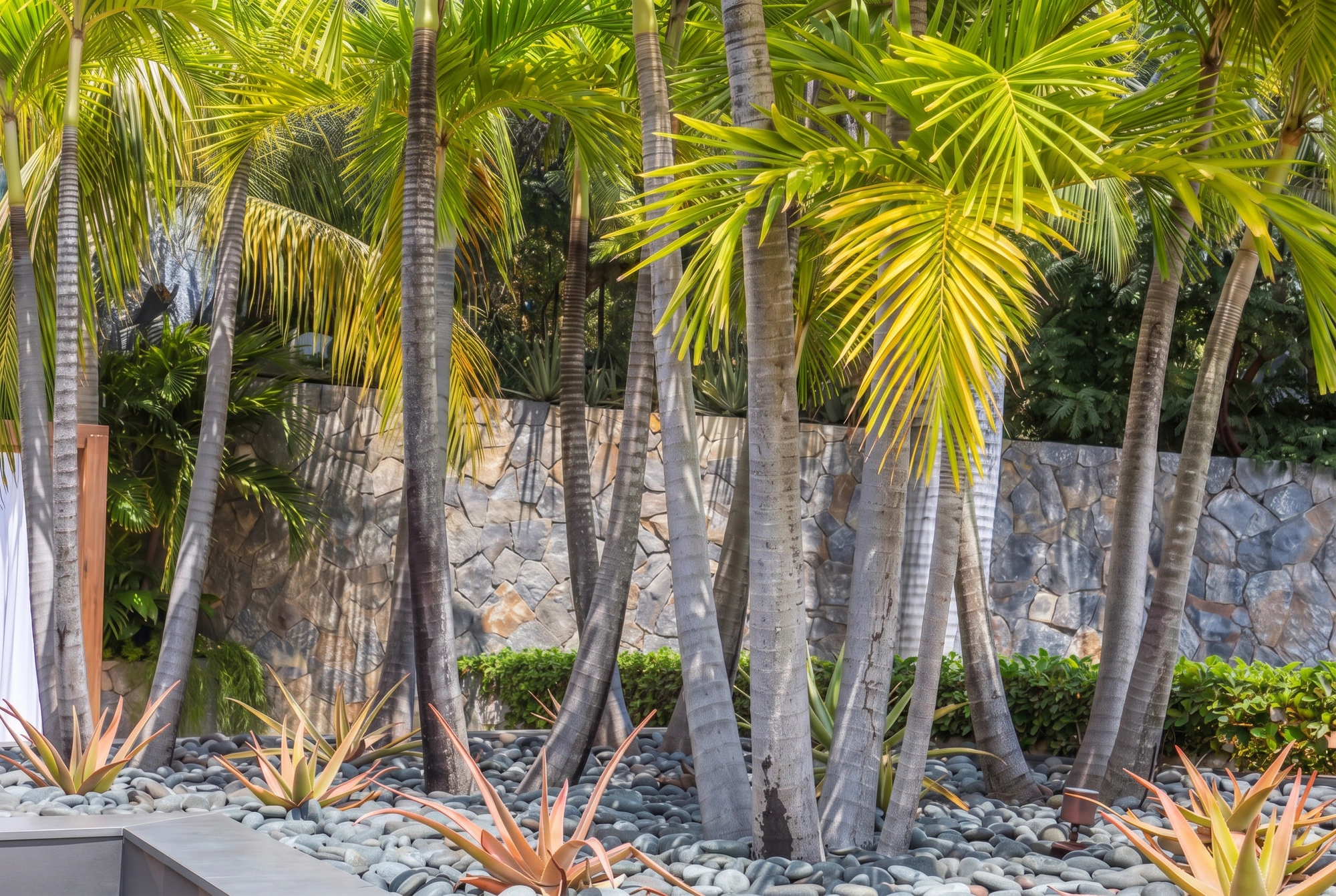 The palm grove above the hand-laid stone wall