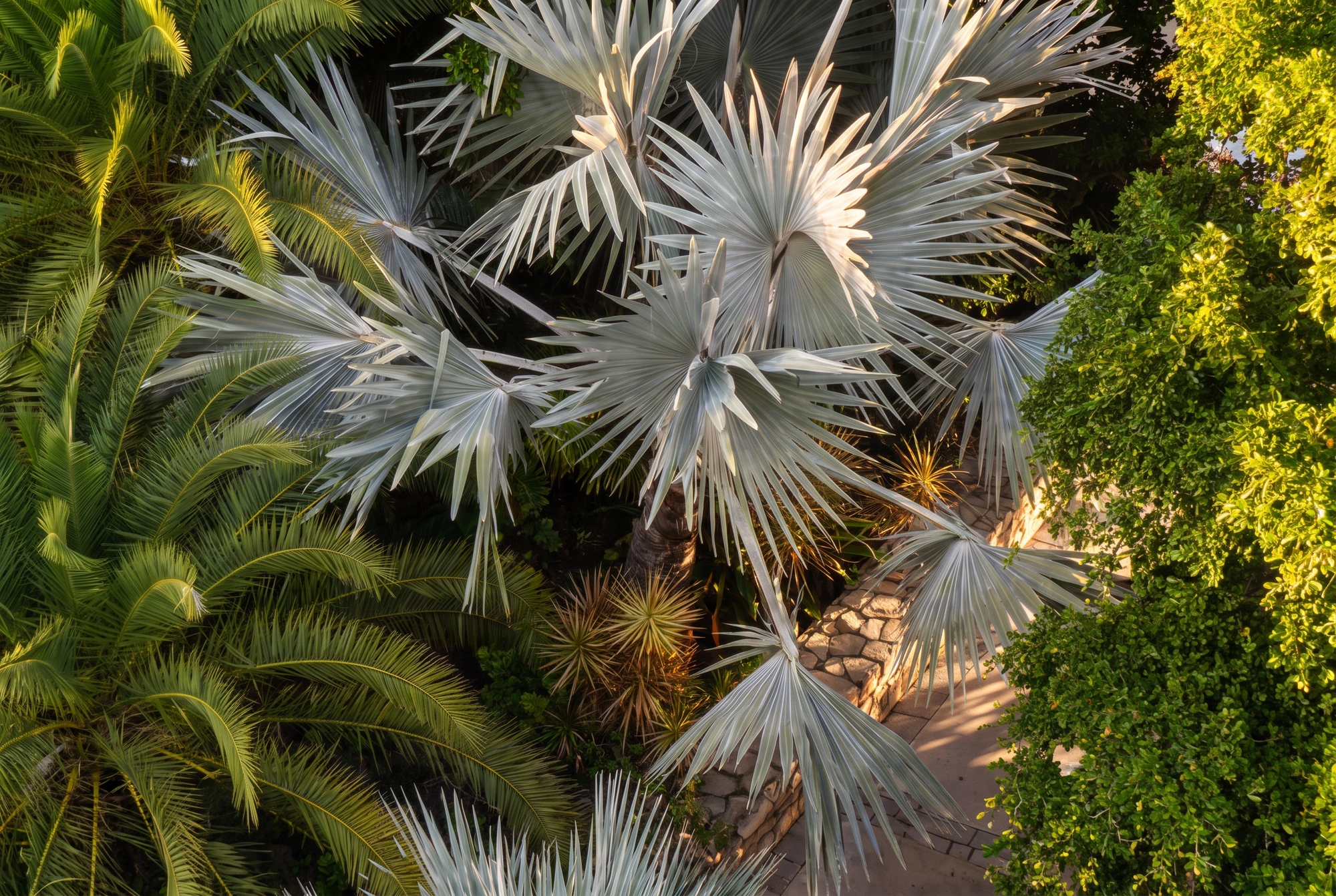 Silver palms